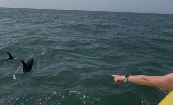 Dolphins